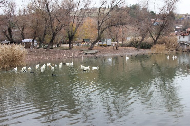 Gölbaşı gölleri kendisine hayran bırakıyor