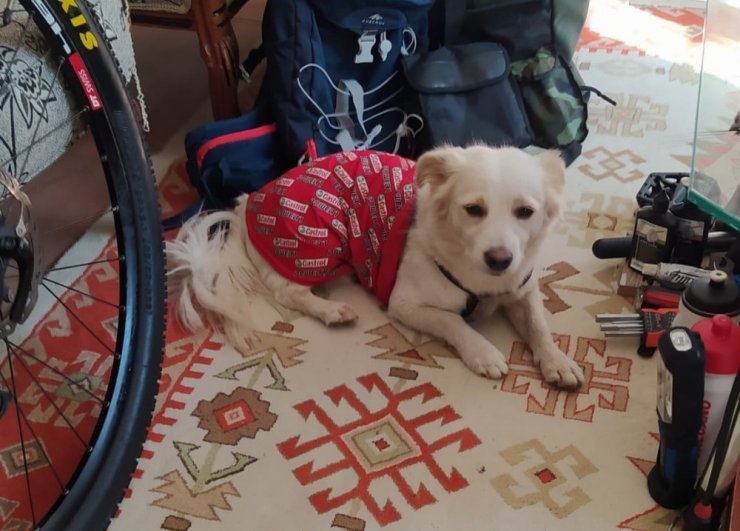 Çalınan köpeklerini arıyorlar