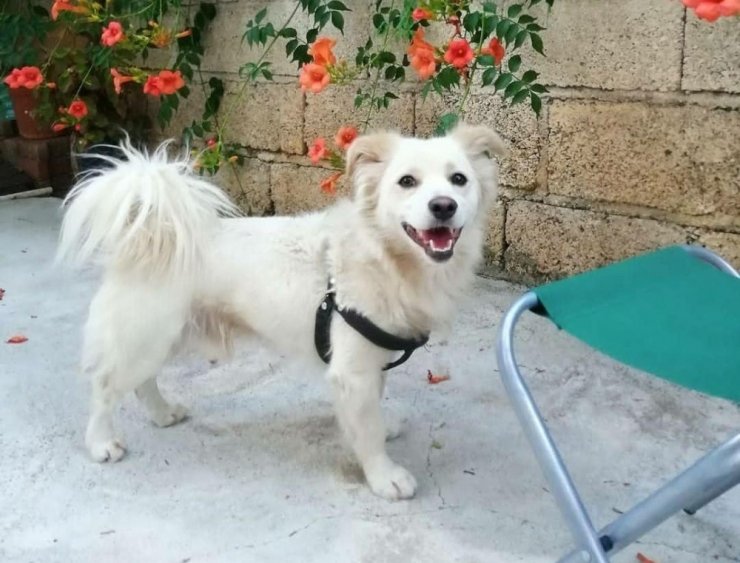Çalınan köpeklerini arıyorlar