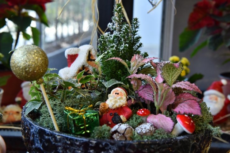 ANFA Bitki Evi’nde yeni yıl çiçekleri Başkentlileri bekliyor