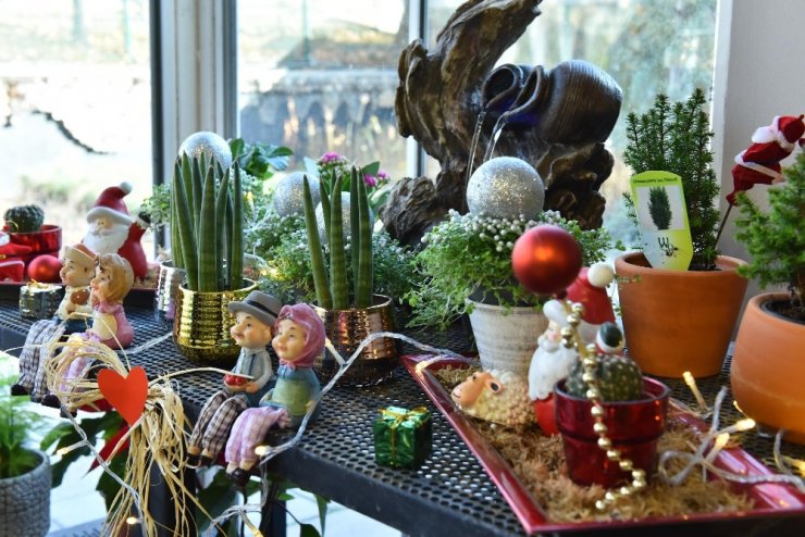 ANFA Bitki Evi’nde yeni yıl çiçekleri Başkentlileri bekliyor