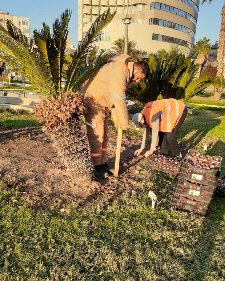 Antalya caddelerine 161 bin adet lale, sümbül, çiğdem soğanı