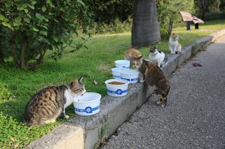 Kısıtlamada sokak hayvanları unutulmadı