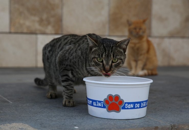 Kısıtlamada sokak hayvanları unutulmadı