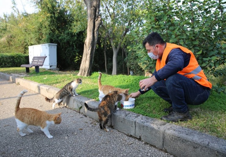 Kısıtlamada sokak hayvanları unutulmadı