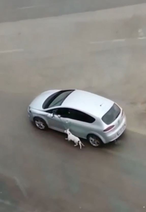 Köpeğini tasmasından tutup otomobilden sürükleyerek gezdirdi