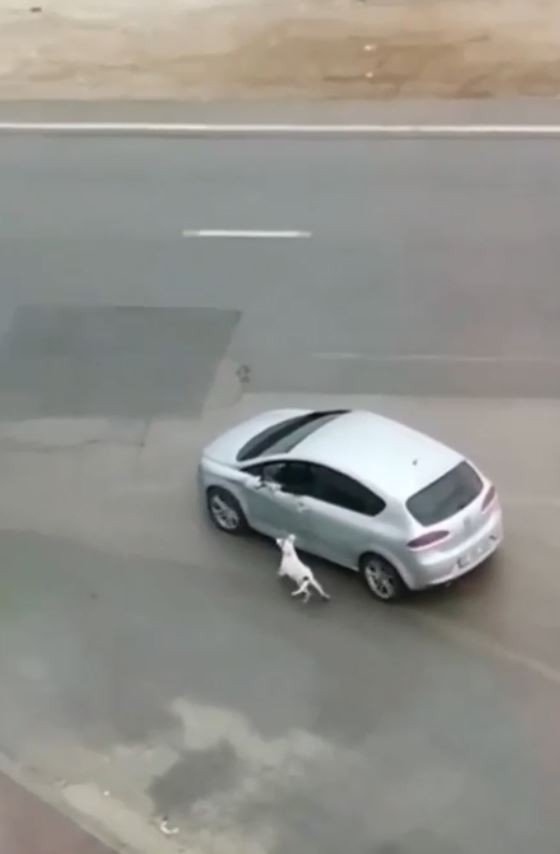 Köpeğini tasmasından tutup otomobilden sürükleyerek gezdirdi