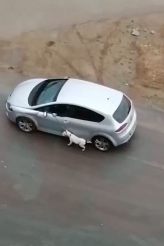 Köpeğini tasmasından tutup otomobilden sürükleyerek gezdirdi