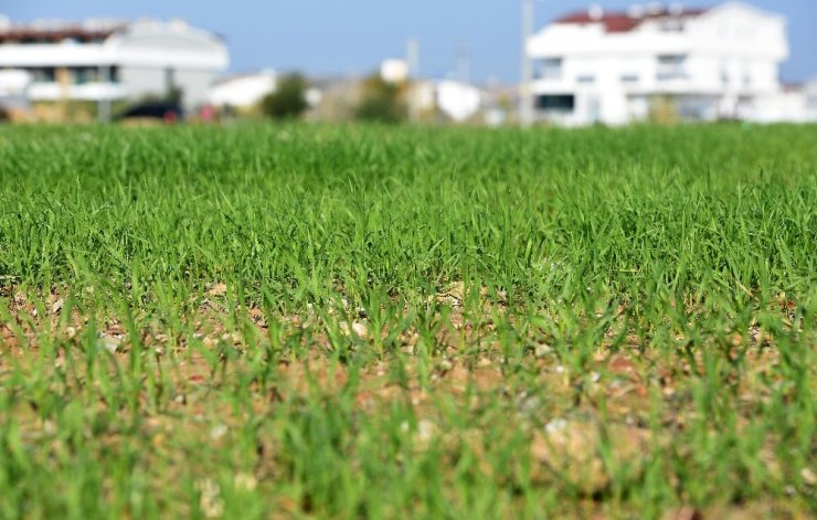 Muratpaşa’nın buğdayları filizlendi