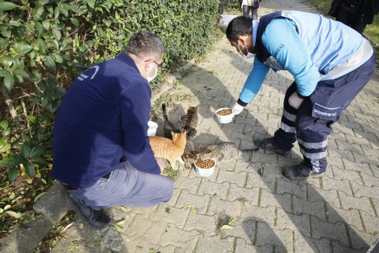 Kısıtlama günlerinde Başakşehir’de sokak hayvanları unutulmuyor