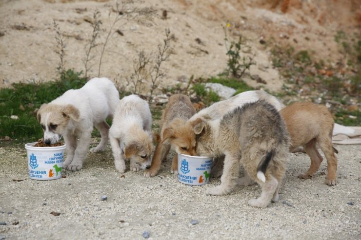 Kısıtlama günlerinde Başakşehir’de sokak hayvanları unutulmuyor