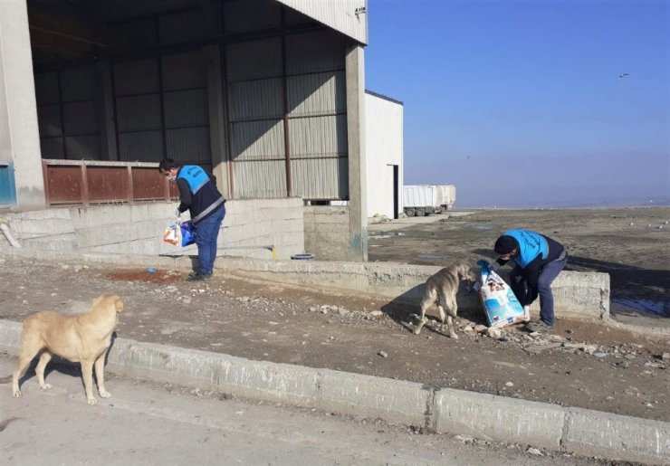 Battalgazi’de sokak hayvanları unutulmadı