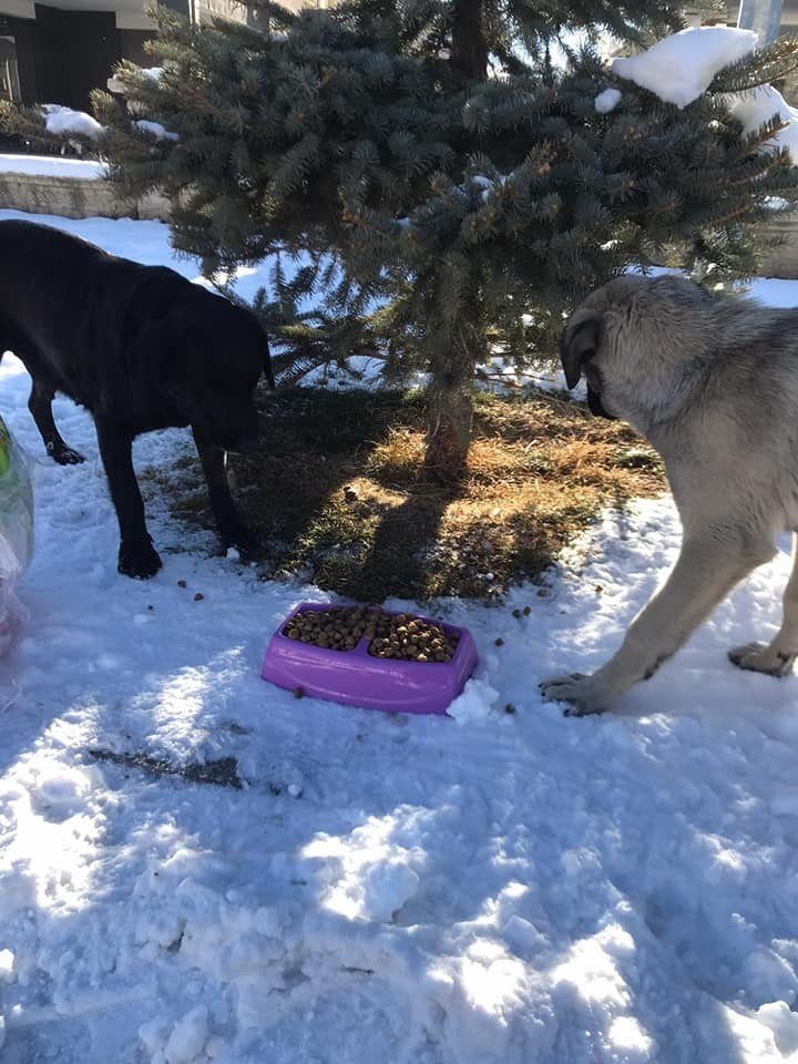 Bayburt’ta sokak hayvanları sokağa çıkma kısıtlamasında unutulmadı