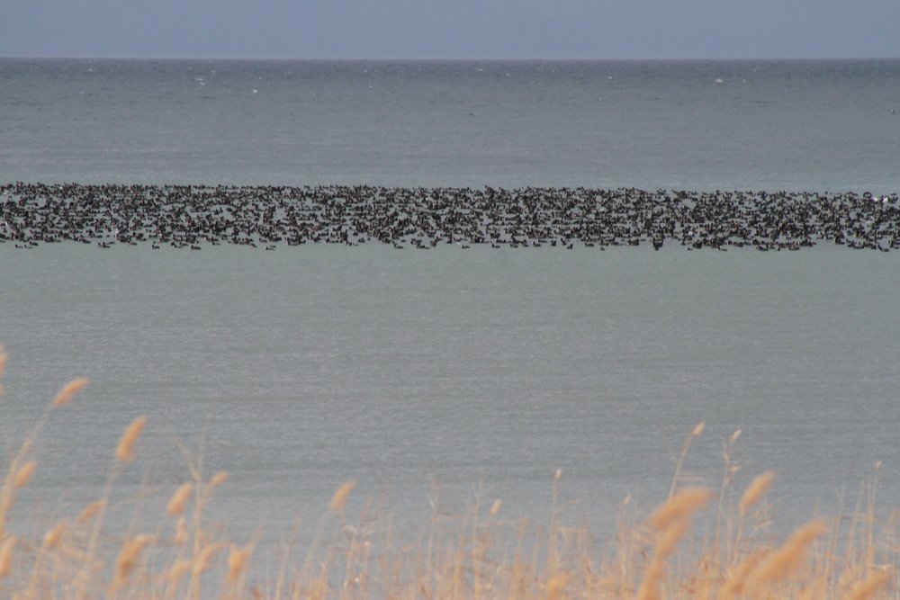 Beyşehir Gölü'nde mükemmel manzara! Binlercesi akın etti