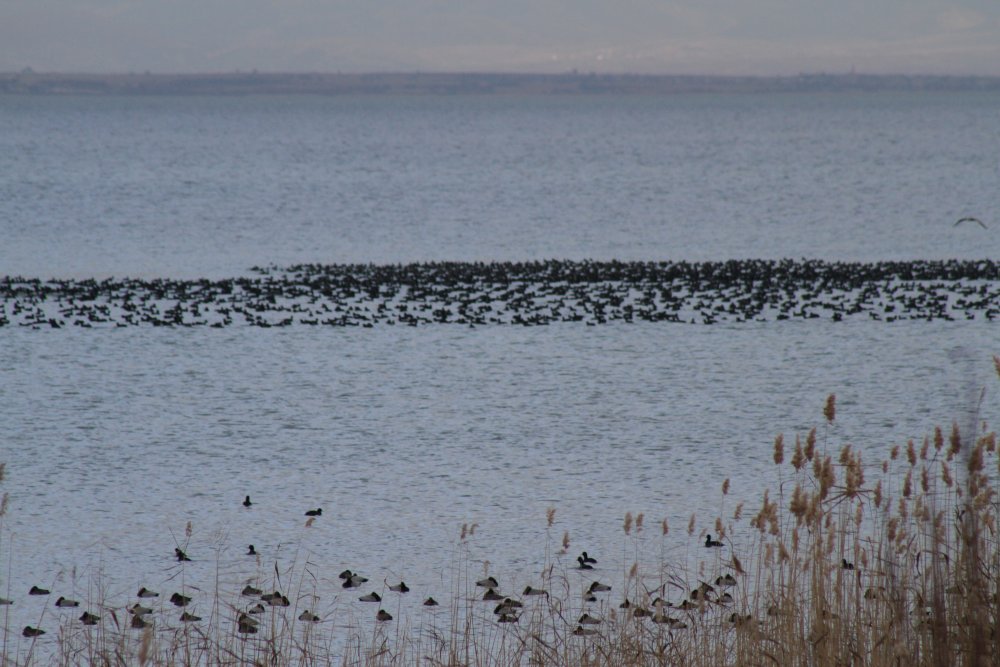 Beyşehir Gölü'nde mükemmel manzara! Binlercesi akın etti