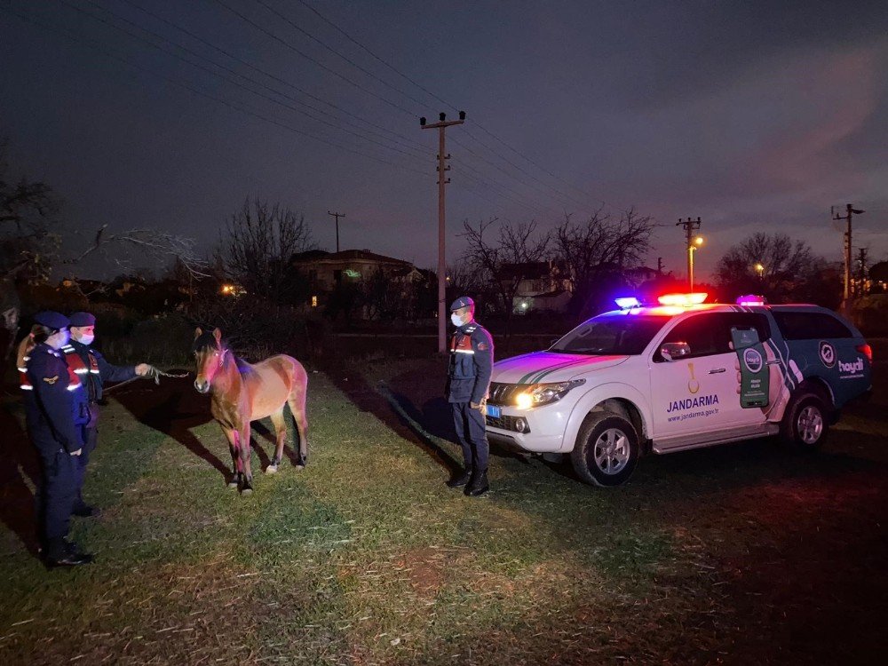 Çanakkale'de olay görüntülerdeki at sahibi gözaltına alındı