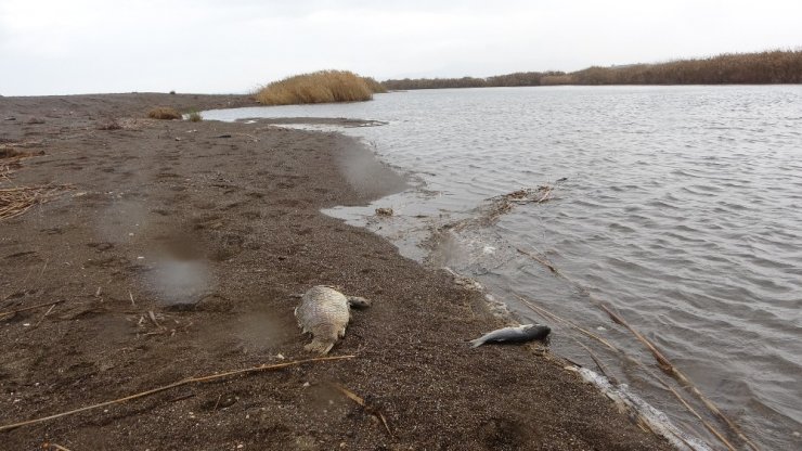 Çanakkale’de korkutan balık ölümleri