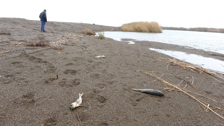 Çanakkale’de korkutan balık ölümleri