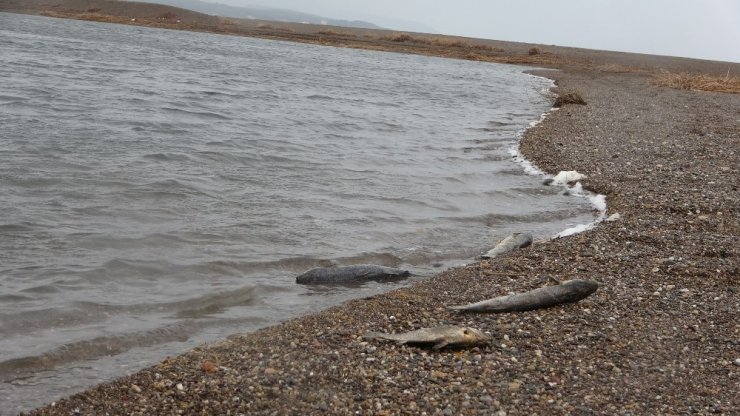 Çanakkale’de korkutan balık ölümleri