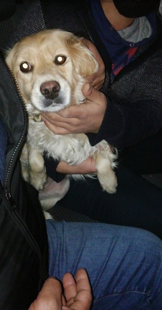 Hırsızlar bu sefer çalıntı köpek ile yakalandı