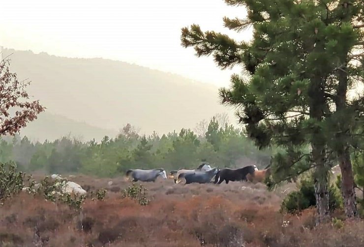 Orman görevlisi denetimde karşısına çıkan yabani atları ölümsüzleştirdi