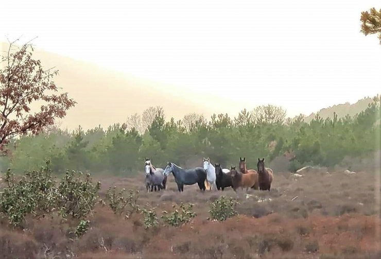 Orman görevlisi denetimde karşısına çıkan yabani atları ölümsüzleştirdi