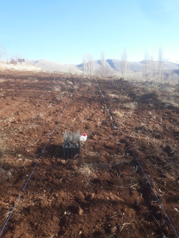 Develi Belediyesinden 5 bin 500 lavanta fidesi ekimi