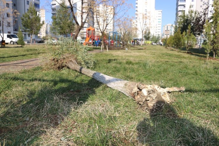 Diyarbakır’da ağaç katliamına site sakinlerinden tepki