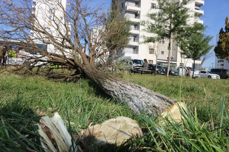 Diyarbakır’da ağaç katliamına site sakinlerinden tepki