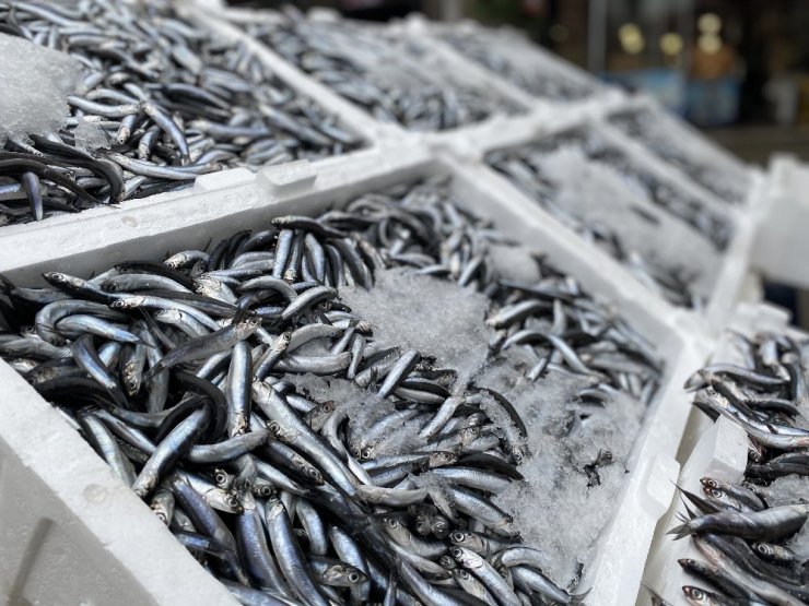 10 lira hamsiyi duyan tezgaha koştu