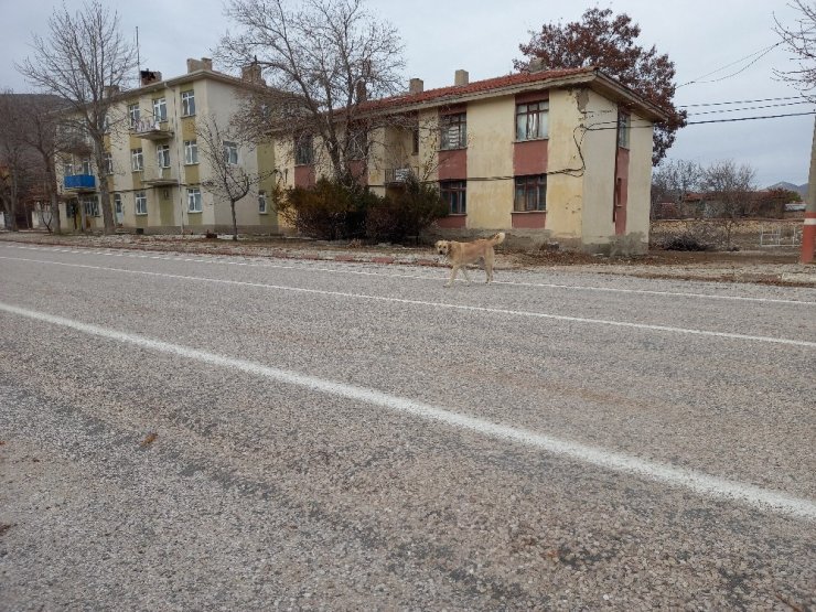 Vefasızlığın böylesi