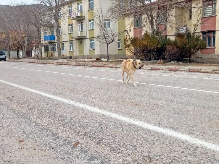 Vefasızlığın böylesi