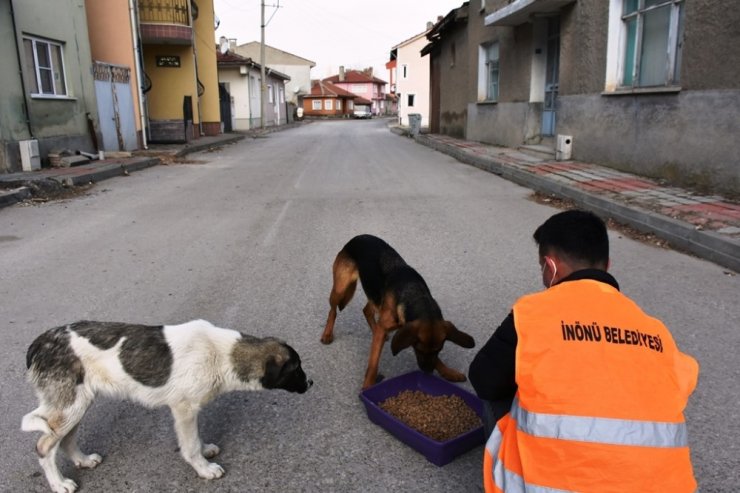 İnönü Belediyesi sokak hayvanlarının yanında olmayı sürdürüyor