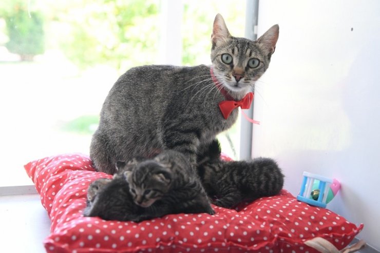 Başkan Esen: “Minik dostlarımızı yalnız bırakmadık”