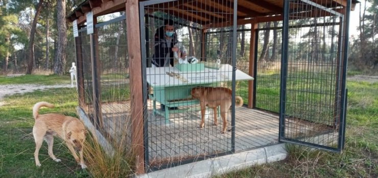 Uludağ yolundaki sokak hayvanlarına Osmangazi şefkati