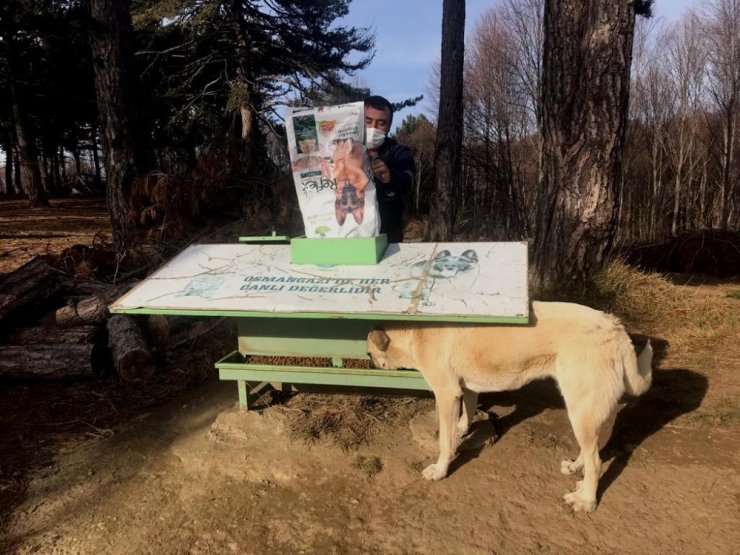 Uludağ yolundaki sokak hayvanlarına Osmangazi şefkati