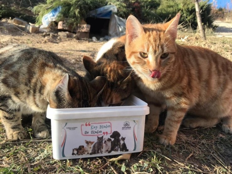 Adıyaman Belediyesi sokak hayvanlarını yine unutmadı