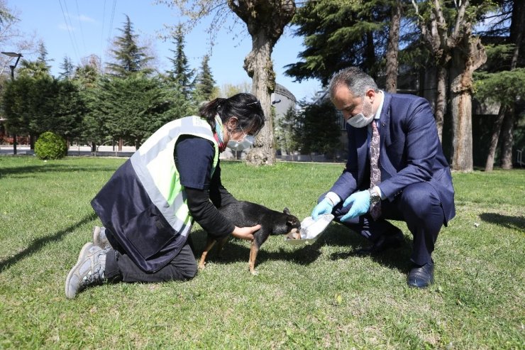 Bursa’da sokak hayvanlarına 62 ton mama