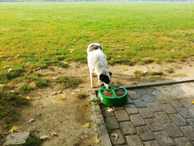 Bursa’da sokak hayvanlarına 62 ton mama