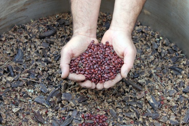 Ağustosta toplanan keçiboynuzu meyveleri aralıkta pekmez oldu