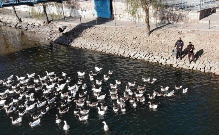 Kızılırmak’ta aç kalan kaz ve ördekleri polisler besledi