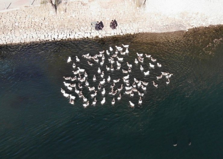 Kızılırmak’ta aç kalan kaz ve ördekleri polisler besledi