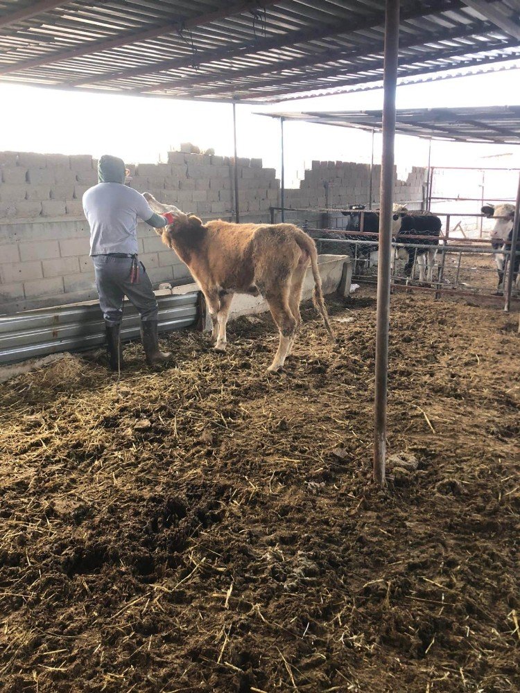 O inek oraya nasıl girdi? Karaman'da ilginç olay