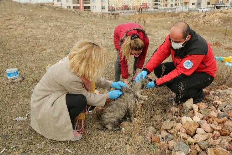 Odunpazarı Belediyesi hayvan dostu çalışmalarına devam ediyor