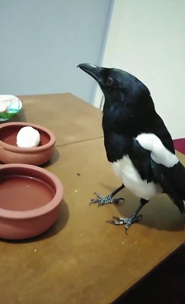 Konuşan karga sosyal medyada fenomen oldu