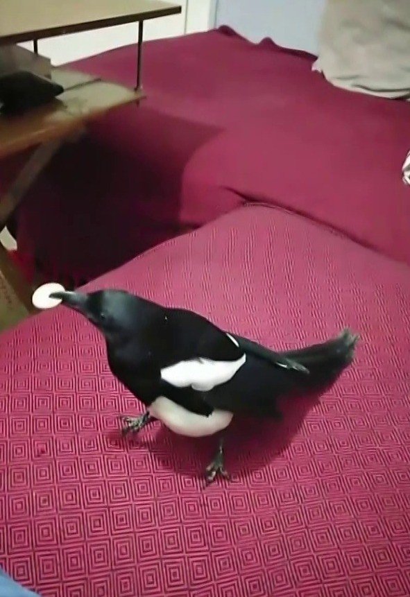 Konuşan karga sosyal medyada fenomen oldu