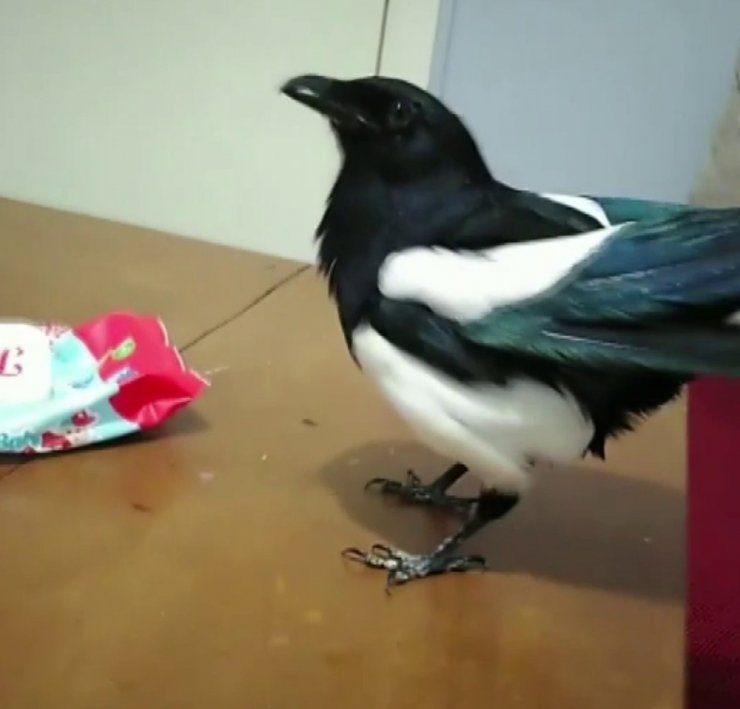Konuşan karga sosyal medyada fenomen oldu