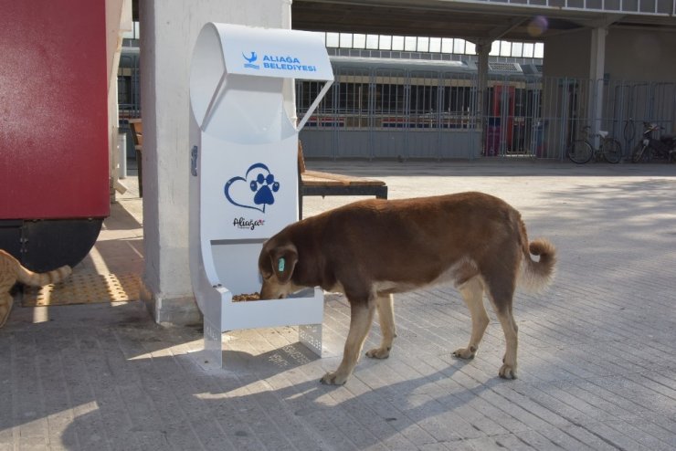 Aliağa’da 2020 yılında 4 bin 72 sokak hayvanının bakım ve tedavisi yapıldı