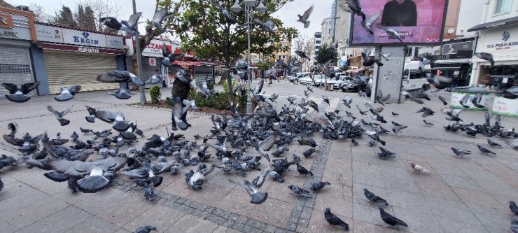 Silivri’de aç kalan güvercinleri polis besledi