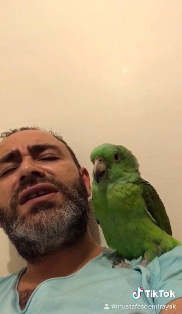 Papağan Melo sosyal medyada fenomen oldu